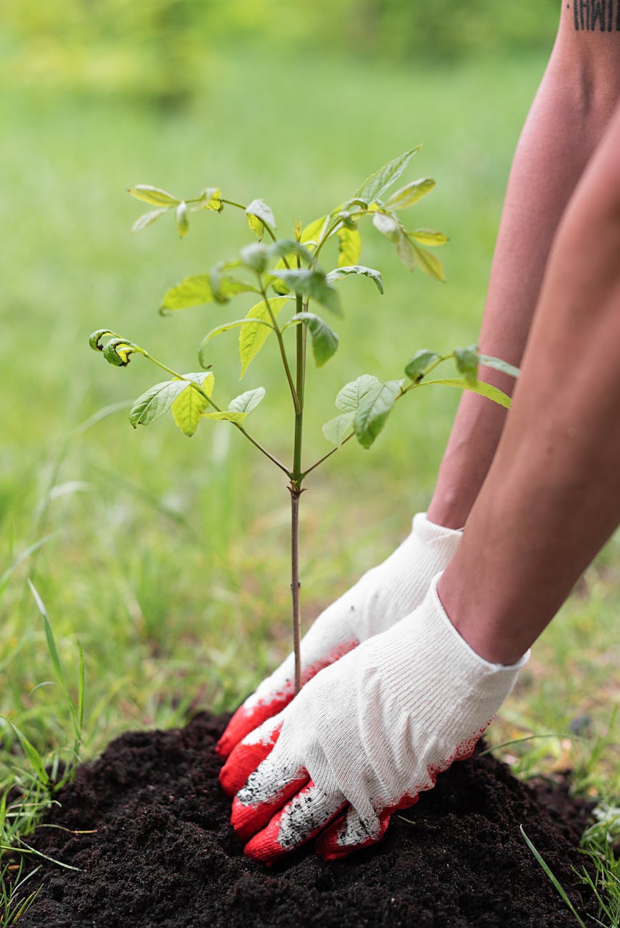 Tigard Library Tree planting